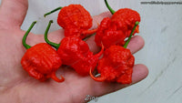 Zing - Pepper Seeds - White Hot Peppers